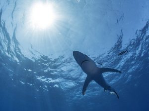 Sicher Tauchen mit Haien